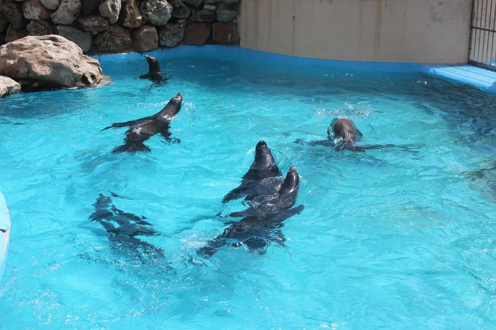 Marineland - Otaries - 001